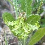 Astragalus pelecinus Vrucht