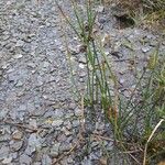 Juncus arcticus Blad