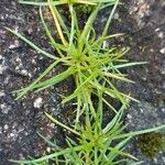 Sagina procumbens Feuille