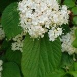 Viburnum dilatatum花