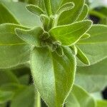 Petunia × atkinsiana List