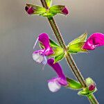 Salvia hierosolymitana Flower