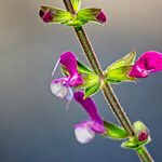 Salvia hierosolymitana Flor