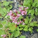 Valeriana angustifolia Blüte