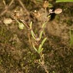 Spergularia echinosperma Anders