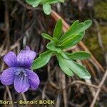 Viola pinnata Habit