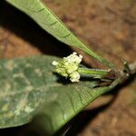 Psychotria brevifissa