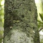 Cathedra acuminata Bark