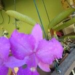 Cattleya walkeriana ᱵᱟᱦᱟ