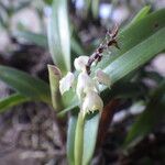 Polystachya elegans Flower