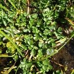 Cardamine amara Hábito