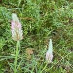 Trifolium angustifoliumപുഷ്പം