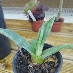 Agave americanaFolio