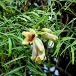 Pandorea pandorana പുഷ്പം