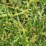 Cyperus difformis Fula