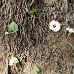 Ipomoea blepharophylla Fleur