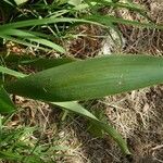 Iris albicans Leaf