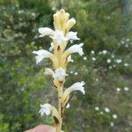 Orobanche nana Кара