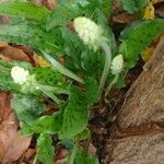 Drimiopsis maculata Flor