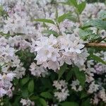 Deutzia scabraफूल