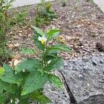 Solanum carolinenseFrunză