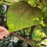 Catalpa ovata G.DonList