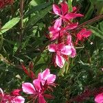Gaura lindheimeri Sonstige