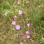 Agalinis purpurea ফুল