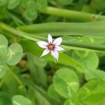 Sisyrinchium rosulatum 花