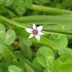 Sisyrinchium rosulatum Fiore