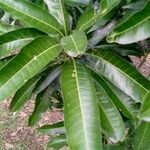 Mangifera indica Blatt