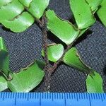 Adiantum trapeziforme अन्य