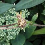 Potentilla nepalensis Fruit