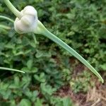 Allium sativum Other