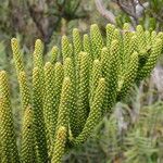 Araucaria humboldtensis Habitus