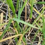 Aegilops neglecta Leaf