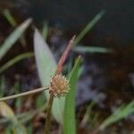 Baldellia ranunculoides Frutto