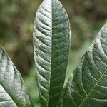 Duguetia eximia Hoja