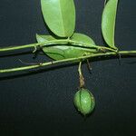 Passiflora laurifolia Плод