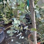 Eucalyptus gunnii Leht