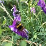 Vicia tenuifolia Hábito