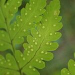 Gymnocarpium dryopteris Levél