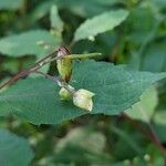 Impatiens noli-tangere Fiore