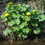 Caltha palustrisLeht