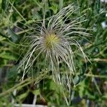 Clematis orientalis Fruit