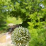 Silene sendtneri Flower