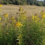 Solidago giganteaFlower