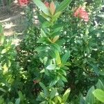 Ixora coccinea برگ