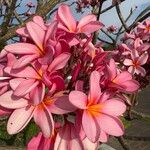 Plumeria rubra Blüte