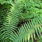 Dryopteris atrata Листок